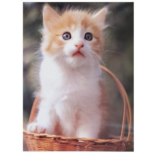 Chaton, Portrait Photographie d'art mural 20X16 pouces