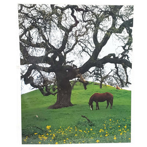 Grazing Horse, Portrait Wall Art Photography. 20X16 Inches